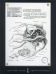 VAMPYROTEUTHIS INFERNALIS 
